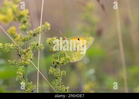Clouded Yellow Butterfly; Colias croceus; UK Stock Photo