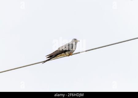 Cuckoo; Cuculus canorus; UK Stock Photo