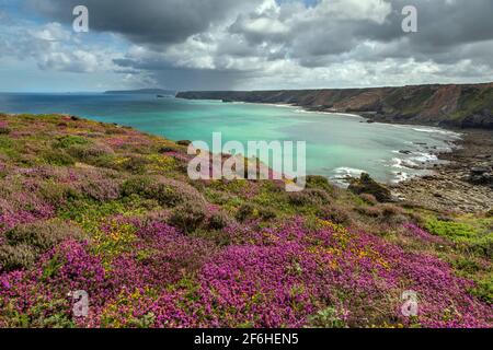 North Cliffs; Near Hell's Mouth; Cornwall; UK Stock Photo