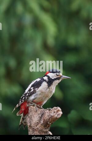 A single male Great Spotted Woodpecker (Dendrocopos Major) sitting on top of a large branch with a blurred green background Stock Photo