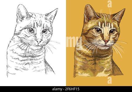 Hand drawn head of cute ginger cat. Vector black and white and colorful isolated illustration of horse. For decoration, coloring book, design, prints, Stock Vector