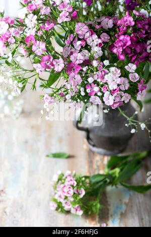 Fresh sweet william flowers in tones of pink on a wooden table in a vase. Stock Photo