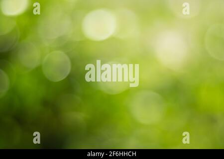 The gold sunlights and Green with yellow leaf bokeh on nature defocus abstract blur background. Abstract background yellow and green tones of natural Stock Photo