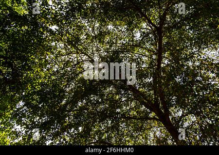 sun star light through tree trunks, beautiful sunny green foliage of trees isolated. Stock Photo