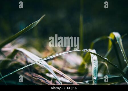 elongated grass blades with lots of dewdrops in a dark color Stock