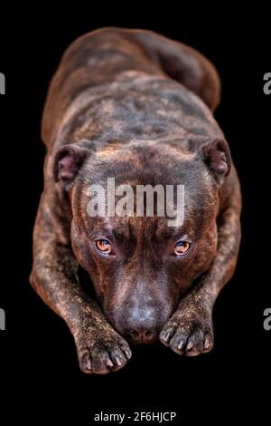 On a black isolated background lies a dog head forward breed staffordshire bull terrier Stock Photo