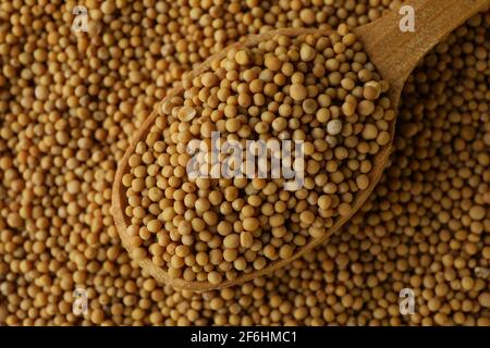 Close up of a wooden spoon and scattered mustard seeds, natural spice for cooking Stock Photo