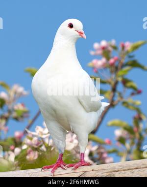 one white pigeon on flowering background - imperial pigeon - ducula Stock Photo