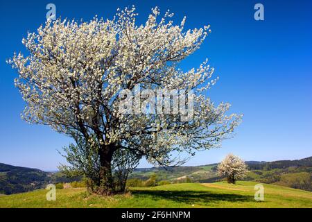 view of flowering cherry-trees Stock Photo