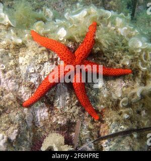 Mediterranean red sea star (Echinaster sepositus) Stock Photo