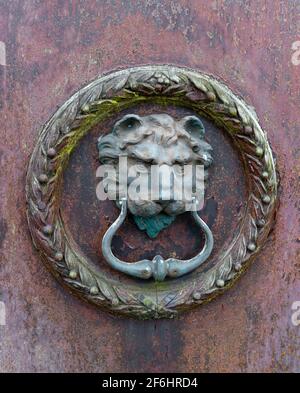 Old lion head brass door knocker on a wooden door with peeling paint Stock Photo