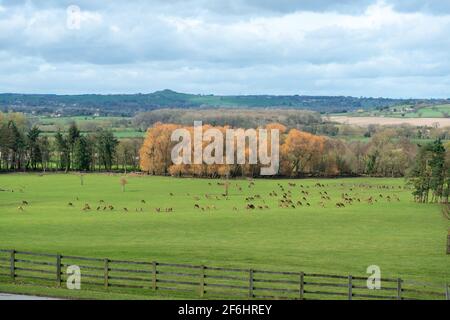 A herd of farmed red deer grazing on a field at the Harewood Estate in West Yorkshire Stock Photo