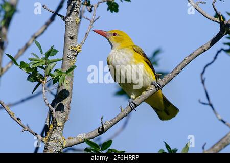 Female Eurasian Golden Oriole (Oriolus oriolus) Stock Photo