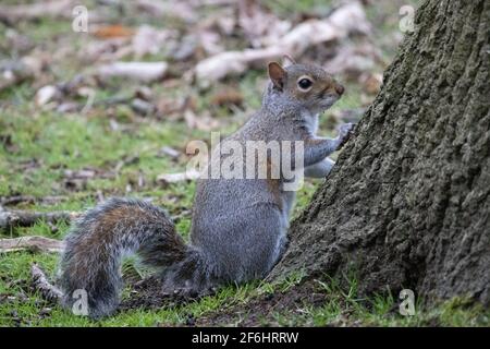 Grey squirrel in a London park, UK Stock Photo