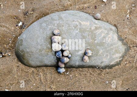 Sea snails in an interesting pattern on a large stone at Conwy Morfa, Wales Stock Photo