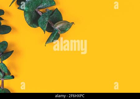 Nature flat lay bakcground with green eucalyptus branches on a yellow paper, copy space, border composition photo Stock Photo