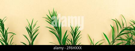 Tropical leaves border banner, flat lay background with dried flowers Stock Photo