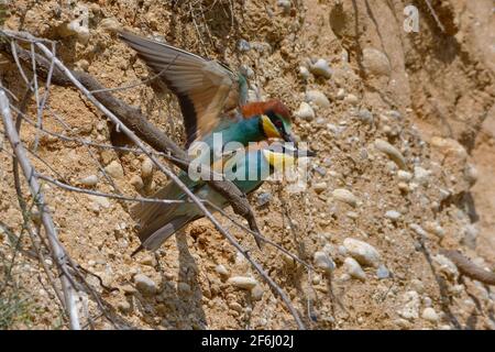 Mating of European Bee-eaters (Merops apiaster) Stock Photo