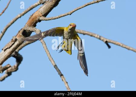 Female Eurasian Golden Oriole (Oriolus oriolus) Stock Photo