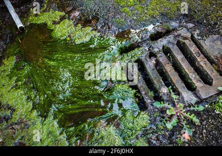 Green slime and trickling water from an old pipe into a drain. Stock Photo