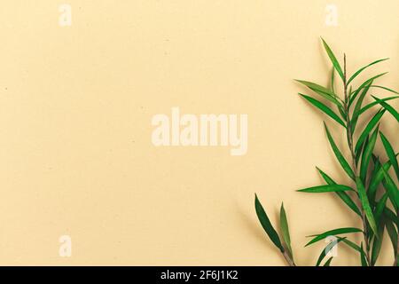 Floral flat lay background with copy space, green leaves and flowers on beige paper Stock Photo