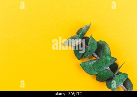 Fresh flat lay background with eucalyptus dried branche close-up, floral composition photo Stock Photo