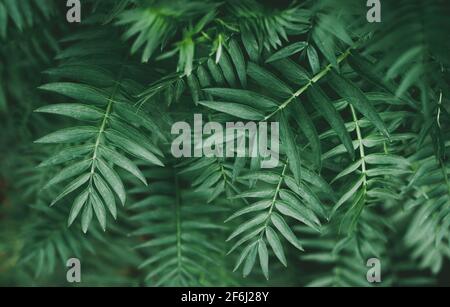Abstract green leaves, tropical foliage in jungle, natural background pattern texture Stock Photo