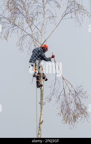 Tree surgeon chopping down a silver birch tree using a chain saw and a safety rope Stock Photo