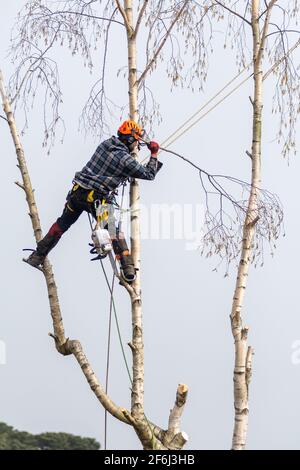 Tree surgeon chopping down a silver birch tree using a chain saw and a safety rope Stock Photo