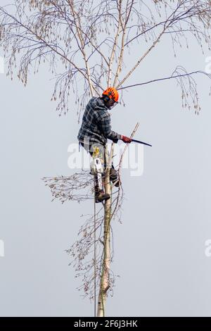 Tree surgeon chopping down a silver birch tree using a chain saw and a safety rope Stock Photo