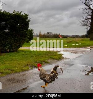 Chicken Crossing Road Stock Photo