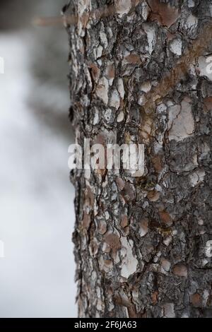 close up vertical of roughly textured tree bark outdoors on winter day with snow in background outside layer of tree skin odd shapes and rough texture Stock Photo