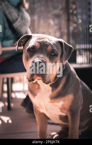 An american pitbull taking sun Stock Photo