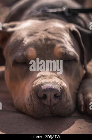 An american pitbull taking sun Stock Photo