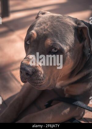 An american pitbull taking sun Stock Photo