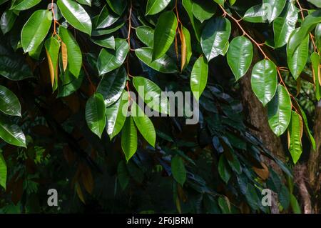 Chrysophyllum cainito, a tropical tree of the family Sapotaceae. This plant is also known as golden leaf tree, pomme de lait, estrella, aguay, sawo du Stock Photo