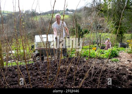 Older man male gardener mulching raspberry canes raspberries compost mulch in spring April rural garden Wales UK Great Britain 2021 KATHY DEWITT Stock Photo