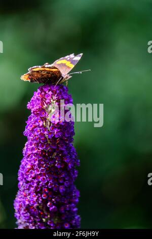 Red Admiral, Vanessa atalanta, butterflies on Buddleja flower or butterfly bush. High quality photo Stock Photo