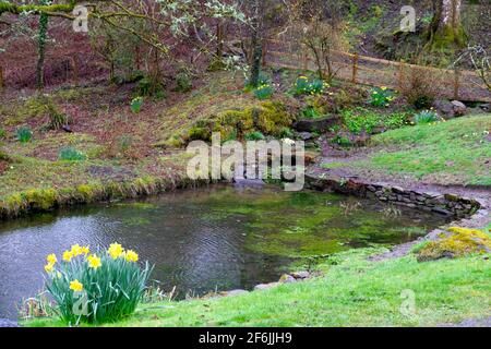 Garden pond pool in March 2020 in early spring landscape with clump of daffodils and lichen on oak trees in Carmarthenshire West Wales UK KATHY DEWITT Stock Photo