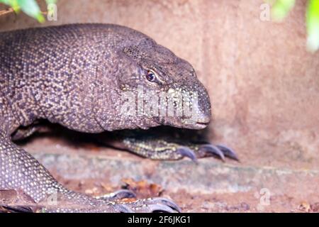 Water monitor lizard on the concrete bank of the canal. This species of reptile has adapted well to the neighborhood of humans in Sri Lanka and is cal Stock Photo