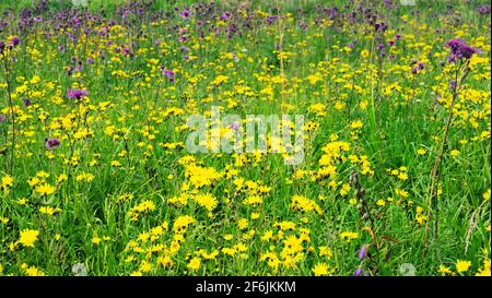 Abandoned fields (long term fallow) are heavily overgrown with weeds. Beautiful picture mass flowering of wildflowers. Canada thistle (Sonchus arvensi Stock Photo