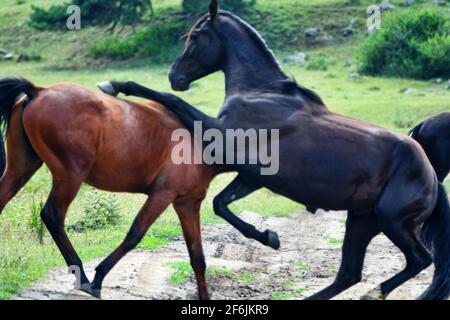 Kabarda horse breed portrait: small and dry, with a humped profile. Northern Caucasia Stock Photo