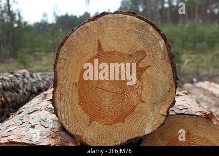 Forest log Stock Photo