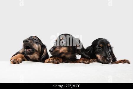 Cute puppies, dachshund dogs posing isolated over white background ...