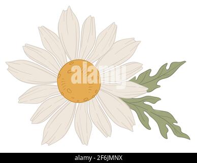 Chamomile white blooming flower in blossom vector Stock Vector