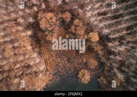 Top view of swampy forest from drone pov. High angle view of marsh wetland woods. Stock Photo