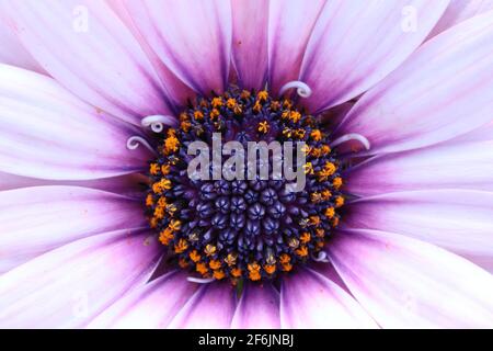 Macro shot of a lilac Bornholm daisy Stock Photo