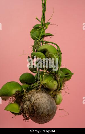 Dischidia Snaily with pink background Stock Photo - Alamy