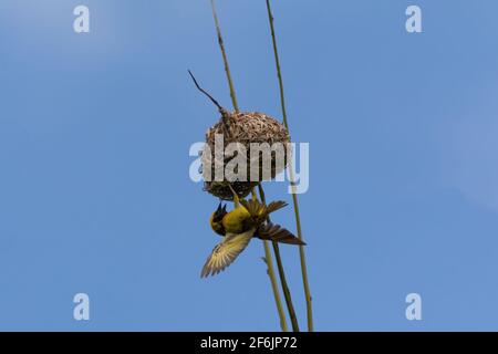 A Village Weaver (Ploceus cucullatus), hanging upside down on its nest built on a palm tree in the wild on the island of Mauritius. Stock Photo