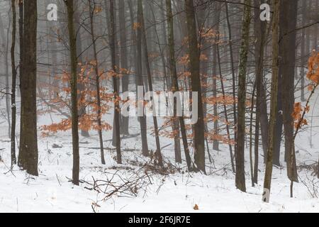 Foggy deciduous hardwood forest in snowy central Michigan, USA Stock Photo